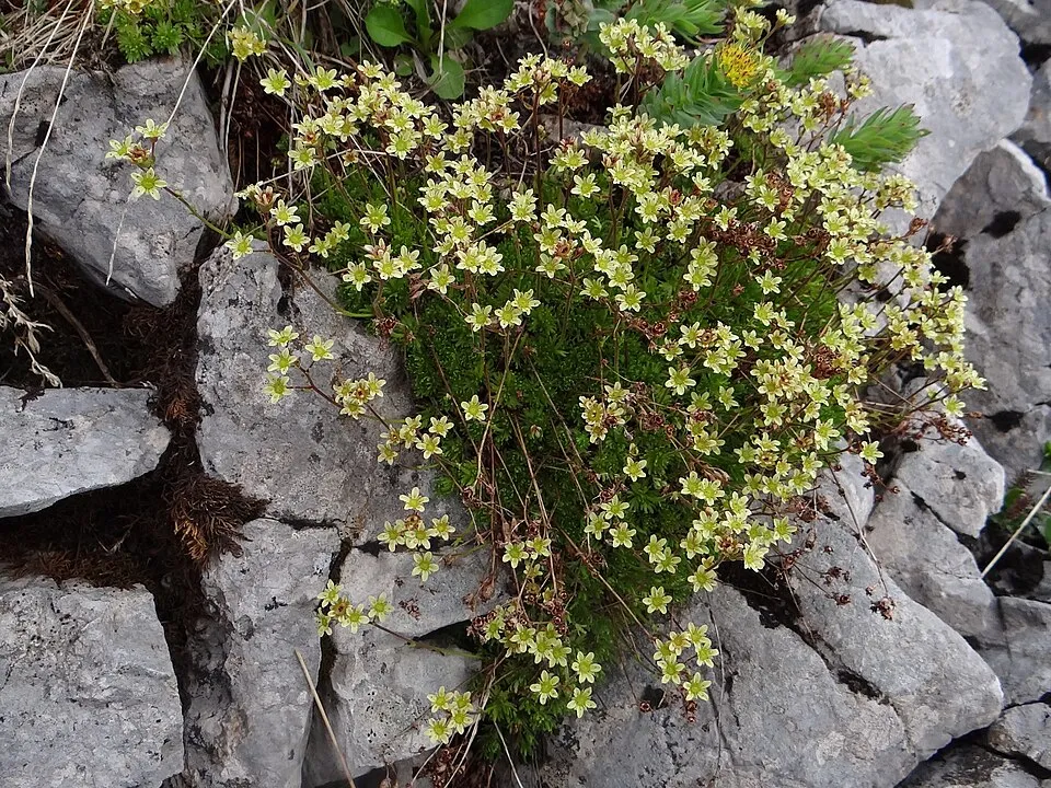 Pézsmaillatú kőtörőfű / Saxifraga moschata 'Pixie'