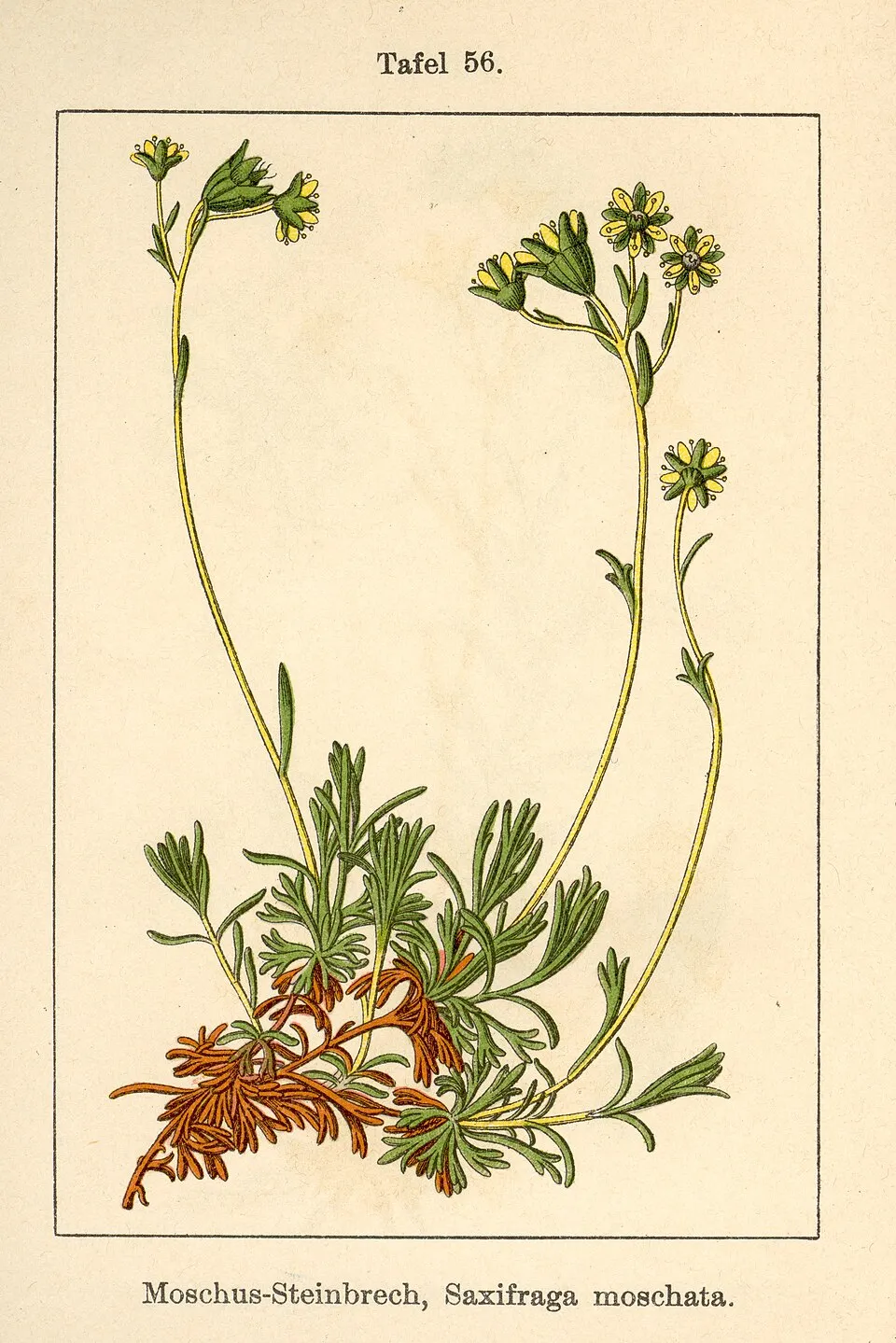 Pézsmaillatú kőtörőfű / Saxifraga moschata 'Pixie'