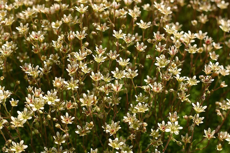 Pézsmaillatú kőtörőfű / Saxifraga moschata 'Pixie'