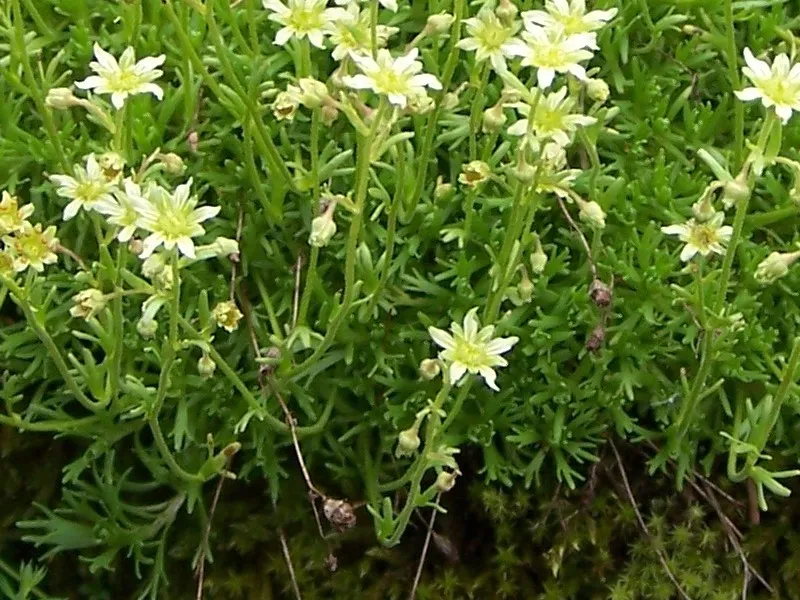 Pézsmaillatú kőtörőfű / Saxifraga moschata 'Pixie'