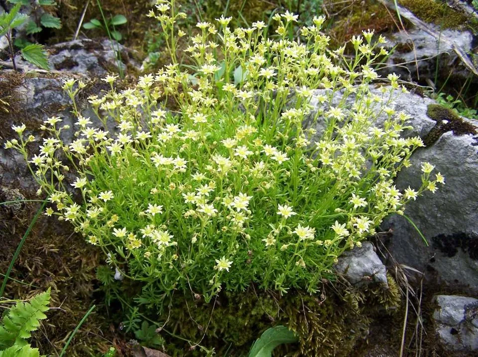 Pézsmaillatú kőtörőfű / Saxifraga moschata 'Pixie'