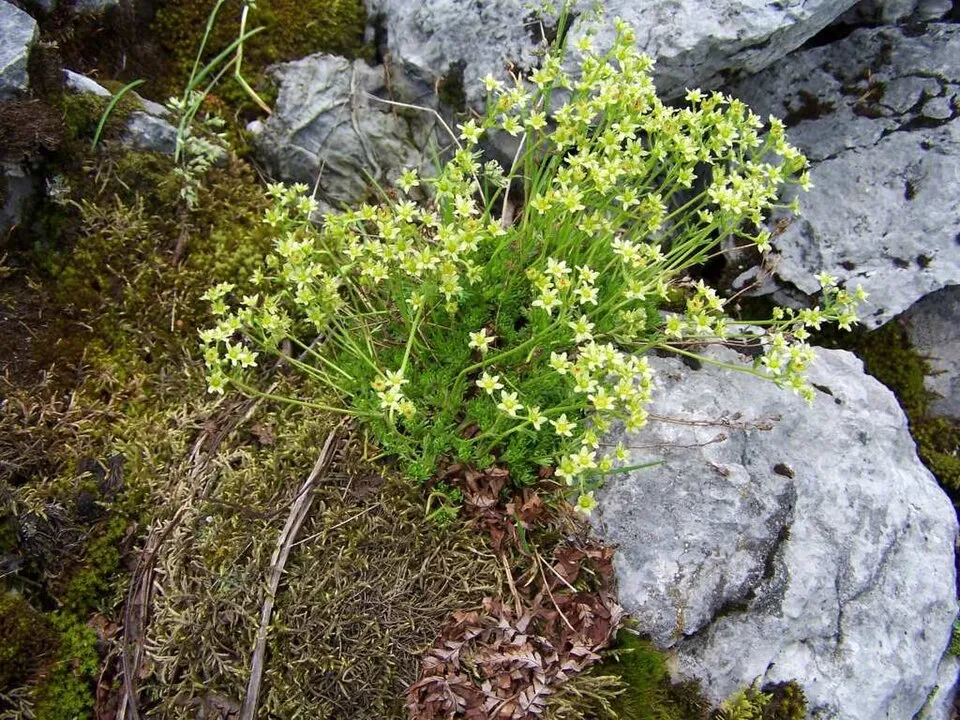 Pézsmaillatú kőtörőfű / Saxifraga moschata 'Pixie'
