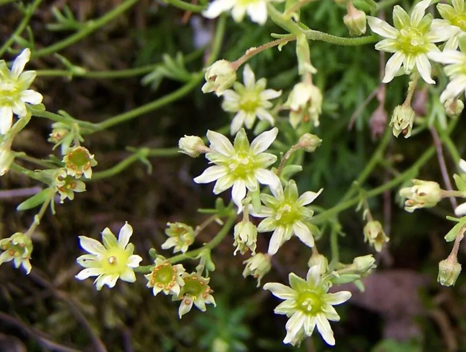 Pézsmaillatú kőtörőfű / Saxifraga moschata 'Pixie'