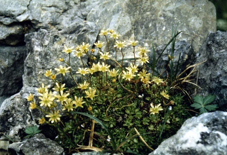 Pézsmaillatú kőtörőfű / Saxifraga moschata 'Pixie'