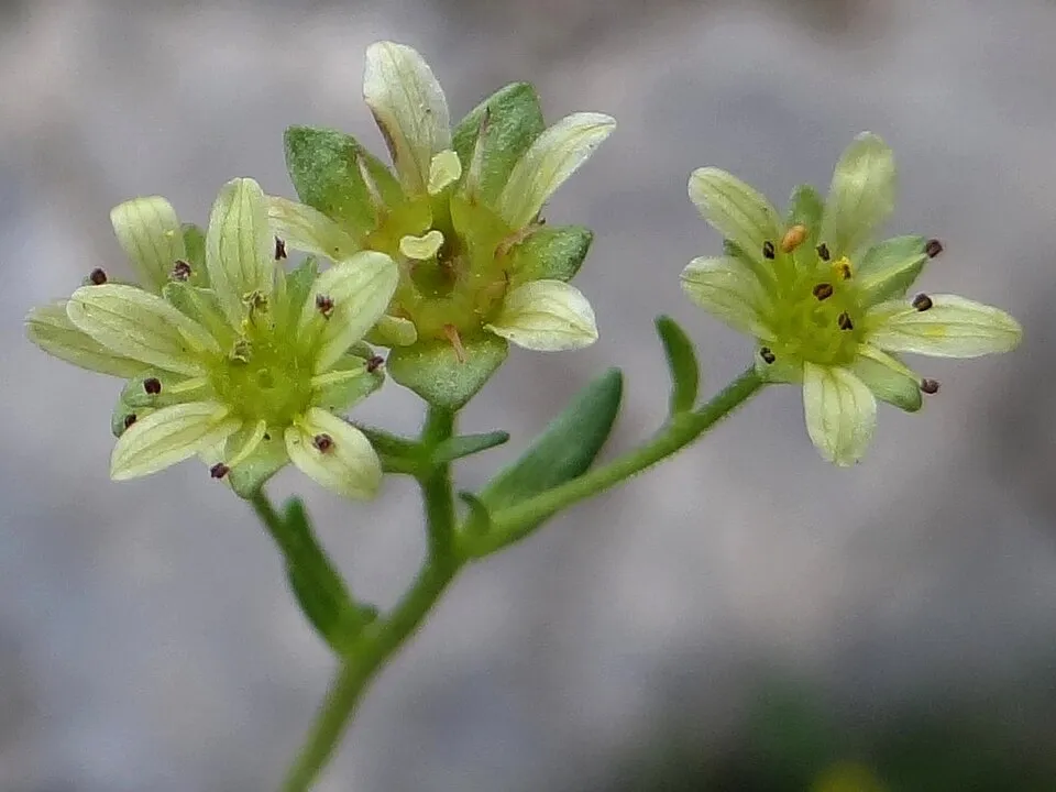 Pézsmaillatú kőtörőfű / Saxifraga moschata 'Pixie'