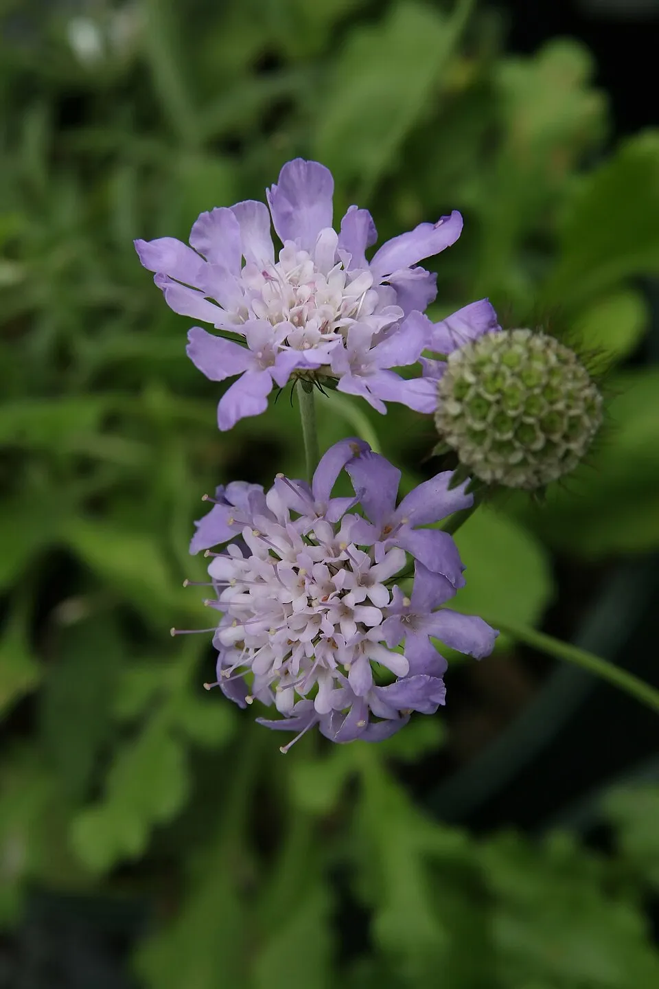 Galambszínű ördögszem / Scabiosa columbaria 'Butterfly Blue'