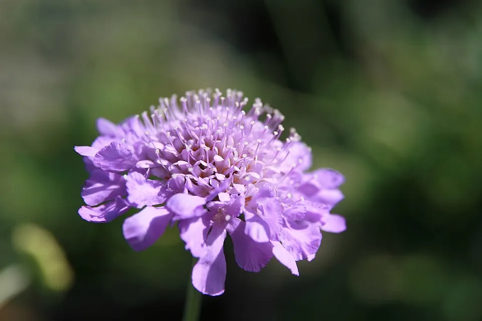 Galambszínű ördögszem / Scabiosa columbaria 'Butterfly Blue'