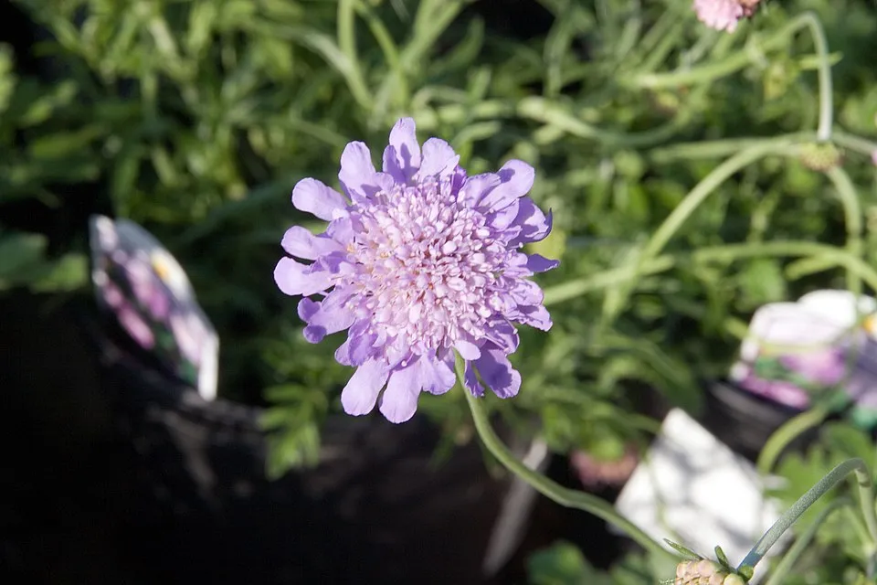 Galambszínű ördögszem / Scabiosa columbaria 'Butterfly Blue'