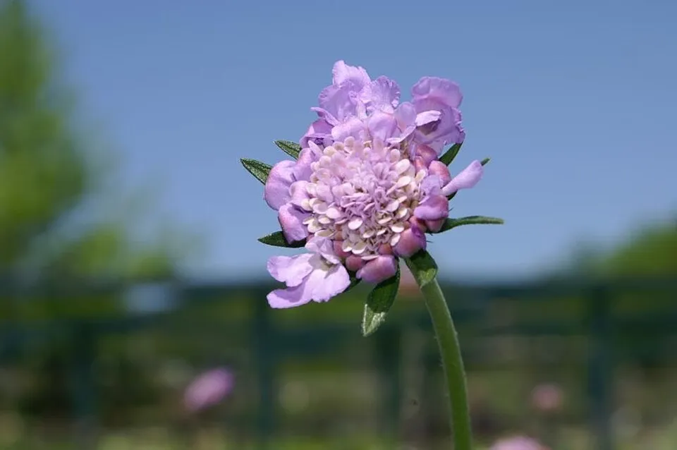 Galambszínű ördögszem / Scabiosa columbaria 'Butterfly Blue'