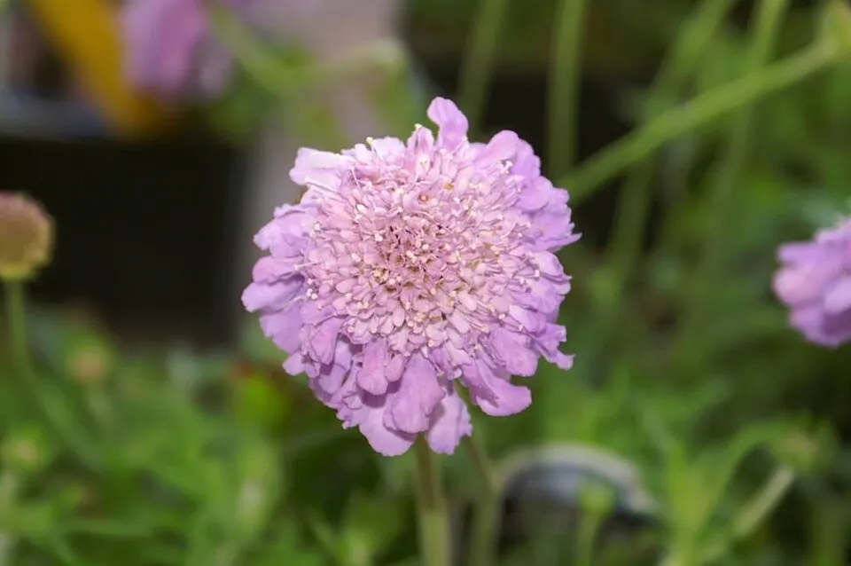 Galambszínű ördögszem / Scabiosa columbaria 'Butterfly Blue'