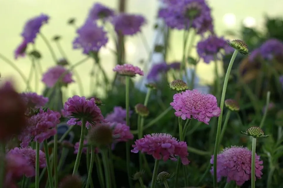 Galambszínű ördögszem / Scabiosa columbaria 'Butterfly Blue'