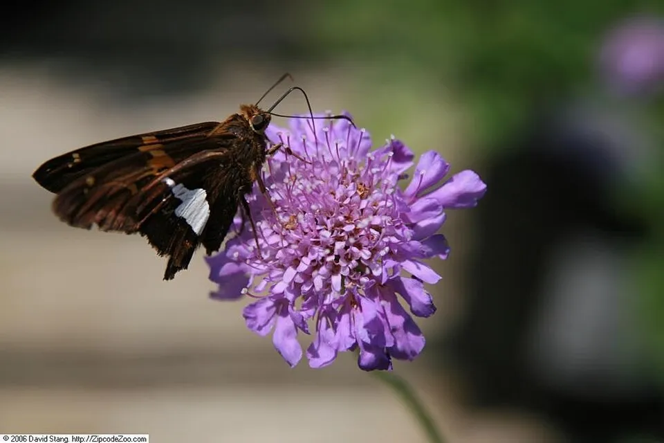 Galambszínű ördögszem / Scabiosa columbaria 'Butterfly Blue'