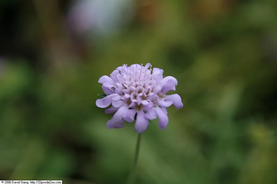 Galambszínű ördögszem / Scabiosa columbaria 'Butterfly Blue'