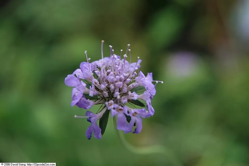 Galambszínű ördögszem / Scabiosa columbaria 'Butterfly Blue'