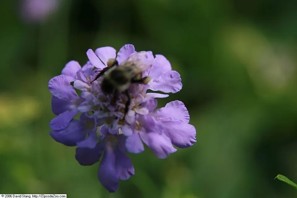 Galambszínű ördögszem / Scabiosa columbaria 'Butterfly Blue'