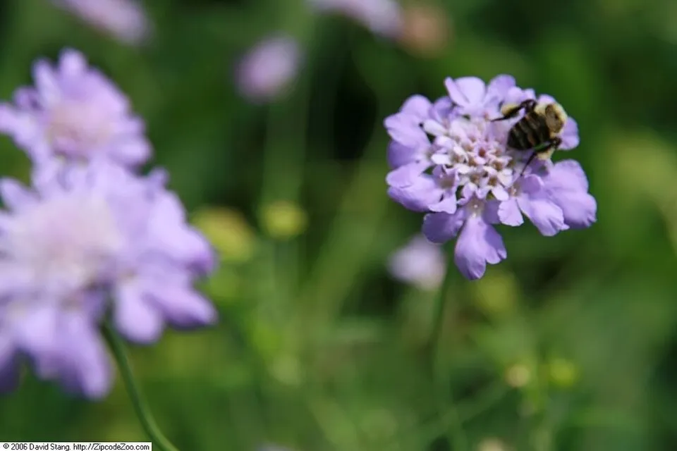 Galambszínű ördögszem / Scabiosa columbaria 'Butterfly Blue'