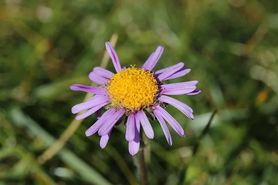 Csillag őszirózsa / Aster amellus 'Veilchenkönigin' (syn. 'Violet Queen')