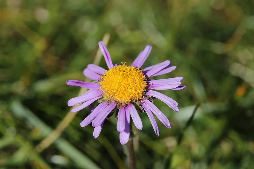 Csillag őszirózsa / Aster amellus 'Veilchenkönigin' (syn. 'Violet Queen')