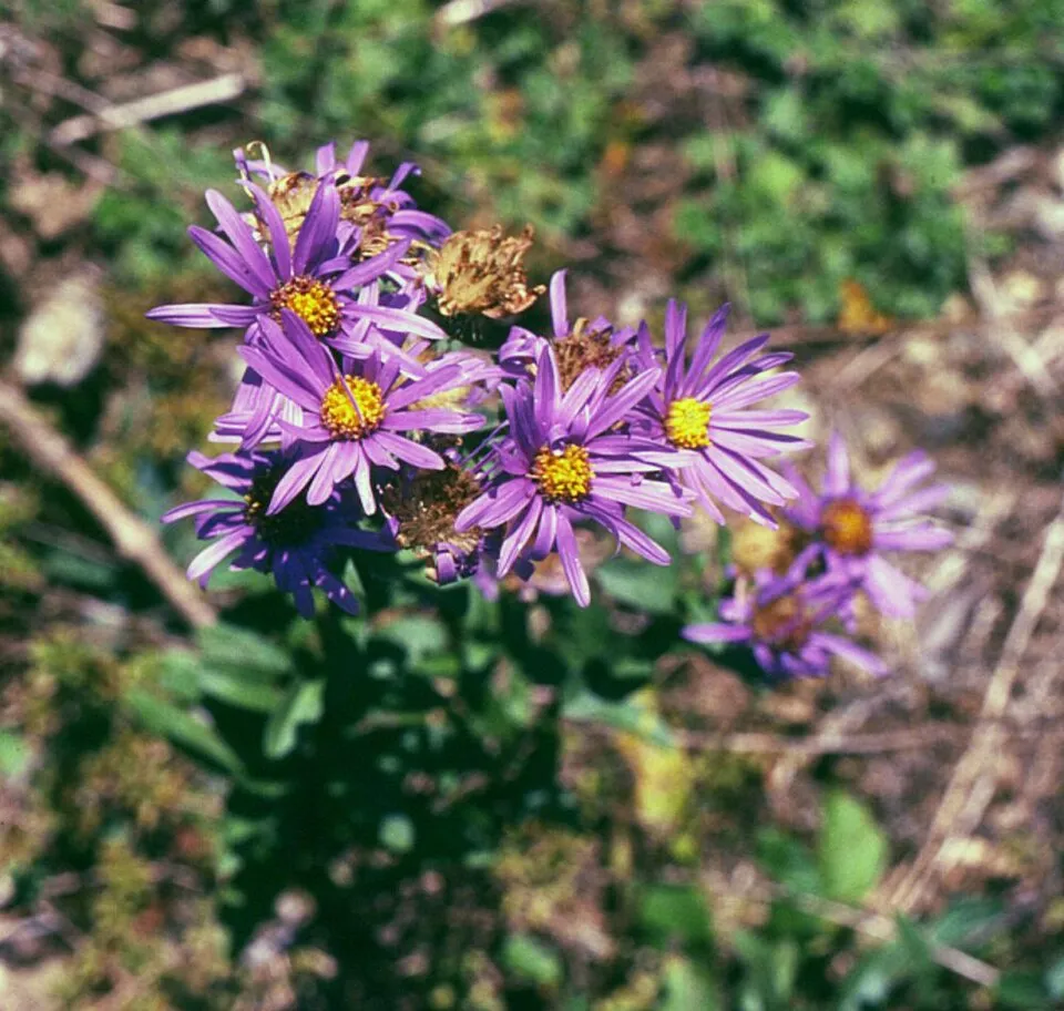 Csillag őszirózsa / Aster amellus 'Veilchenkönigin' (syn. 'Violet Queen')