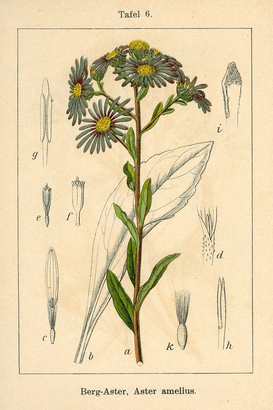 Csillag őszirózsa / Aster amellus 'Veilchenkönigin' (syn. 'Violet Queen')
