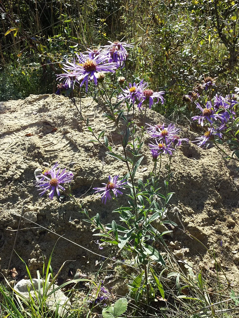 Csillag őszirózsa / Aster amellus 'Veilchenkönigin' (syn. 'Violet Queen')