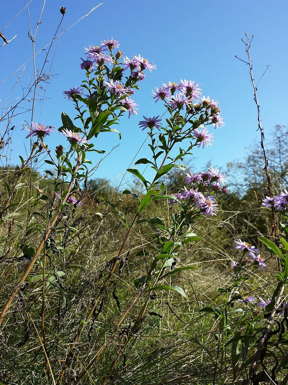 Csillag őszirózsa / Aster amellus 'Veilchenkönigin' (syn. 'Violet Queen')