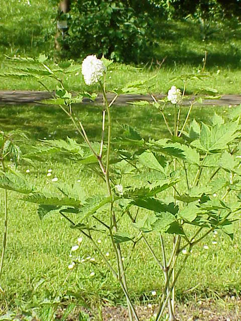 Füzéres poloskavész / Actaea (syn. Cimicifuga) simplex 'Black Negligee'