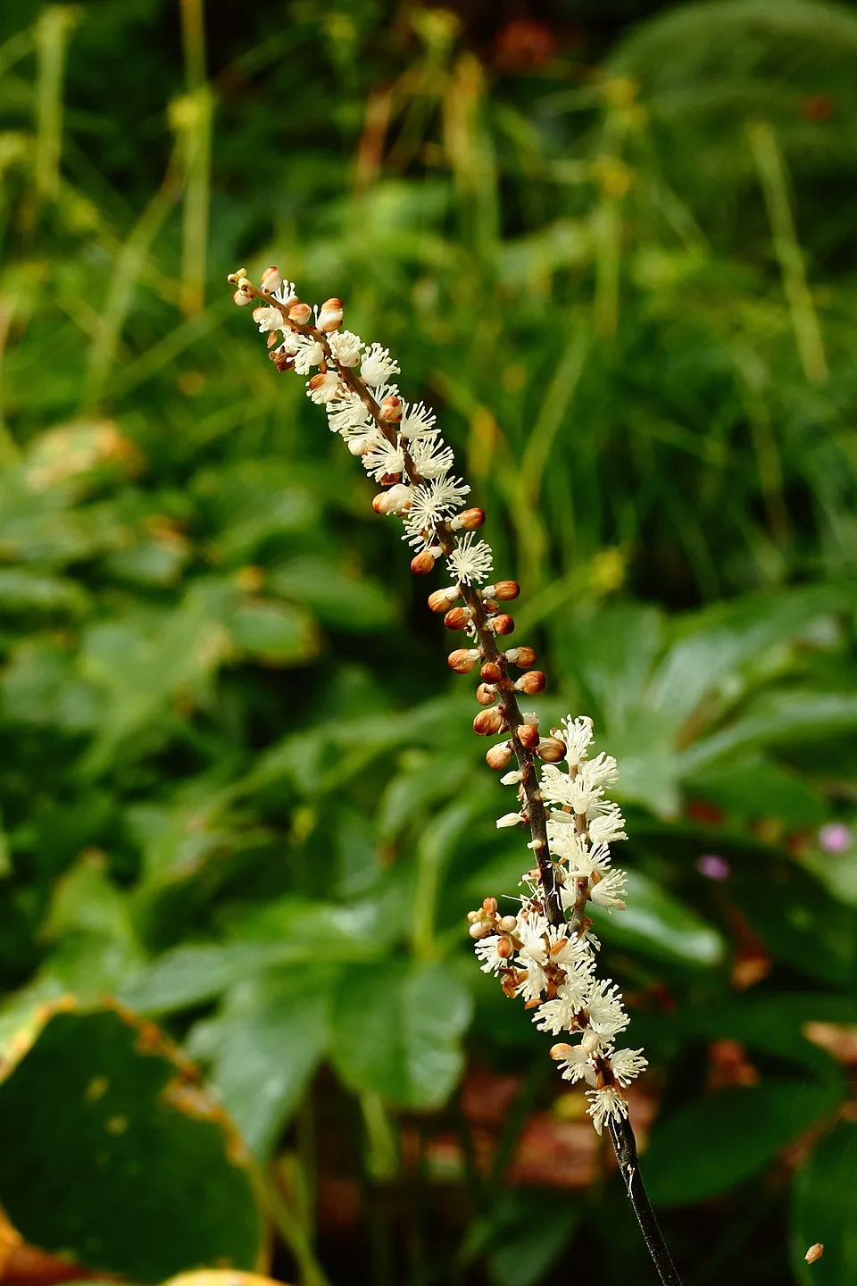 Füzéres poloskavész / Actaea (syn. Cimicifuga) simplex 'Black Negligee'