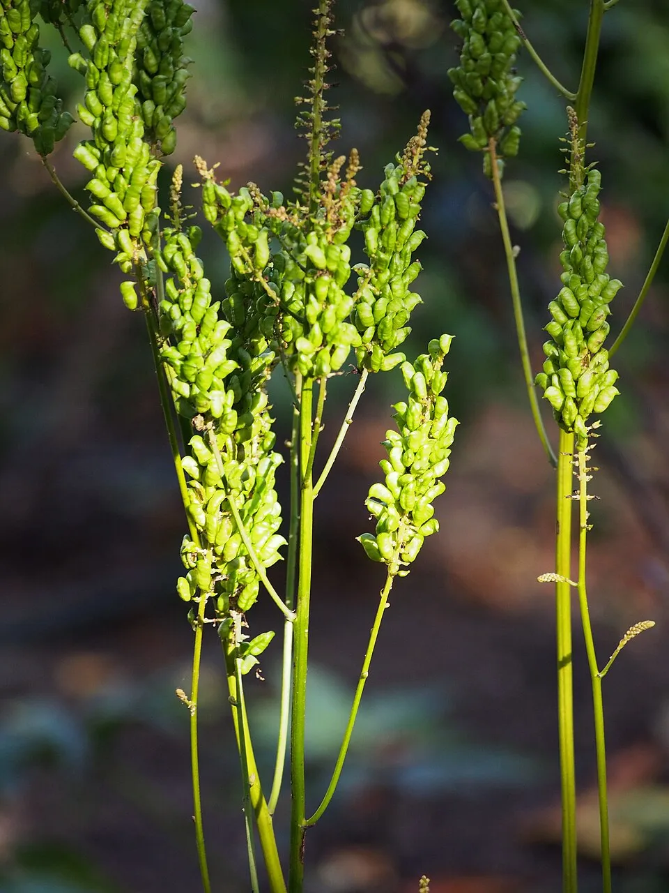 Füzéres poloskavész / Actaea (syn. Cimicifuga) simplex 'Black Negligee'