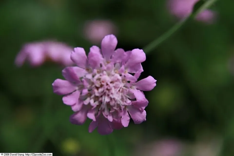 Galambszínű ördögszem / Scabiosa columbaria 'Pink Mist'