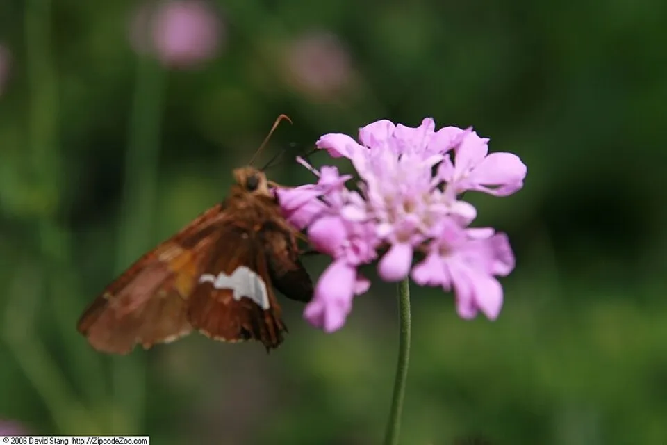 Galambszínű ördögszem / Scabiosa columbaria 'Pink Mist'