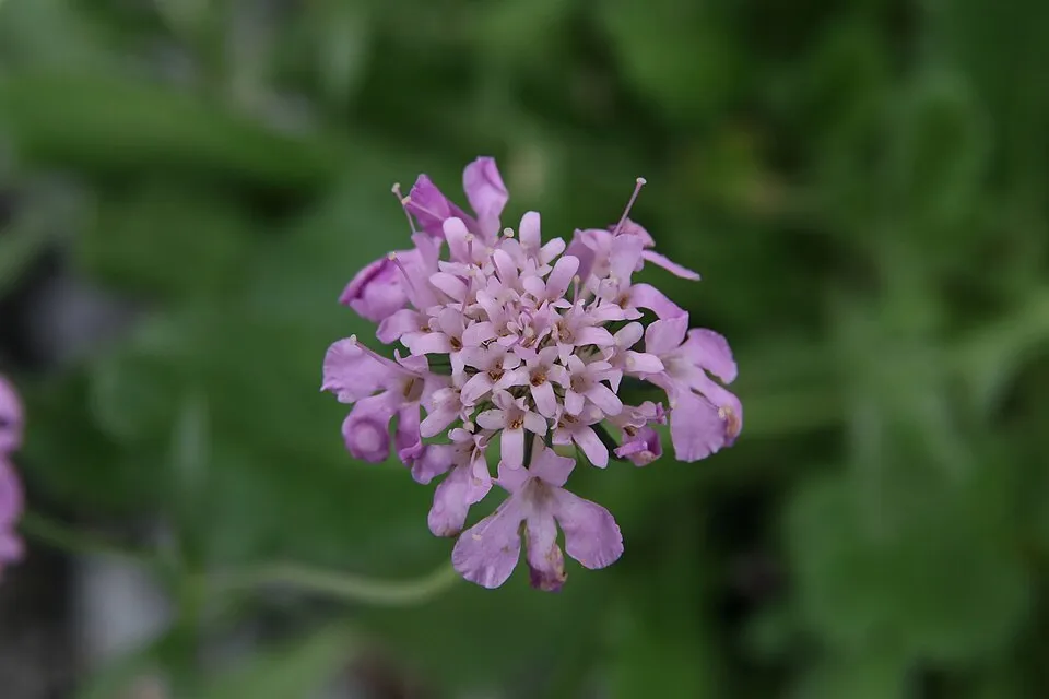 Galambszínű ördögszem / Scabiosa columbaria 'Pink Mist'