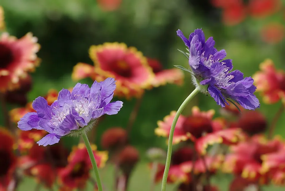 Galambszínű ördögszem / Scabiosa columbaria 'Pink Mist'