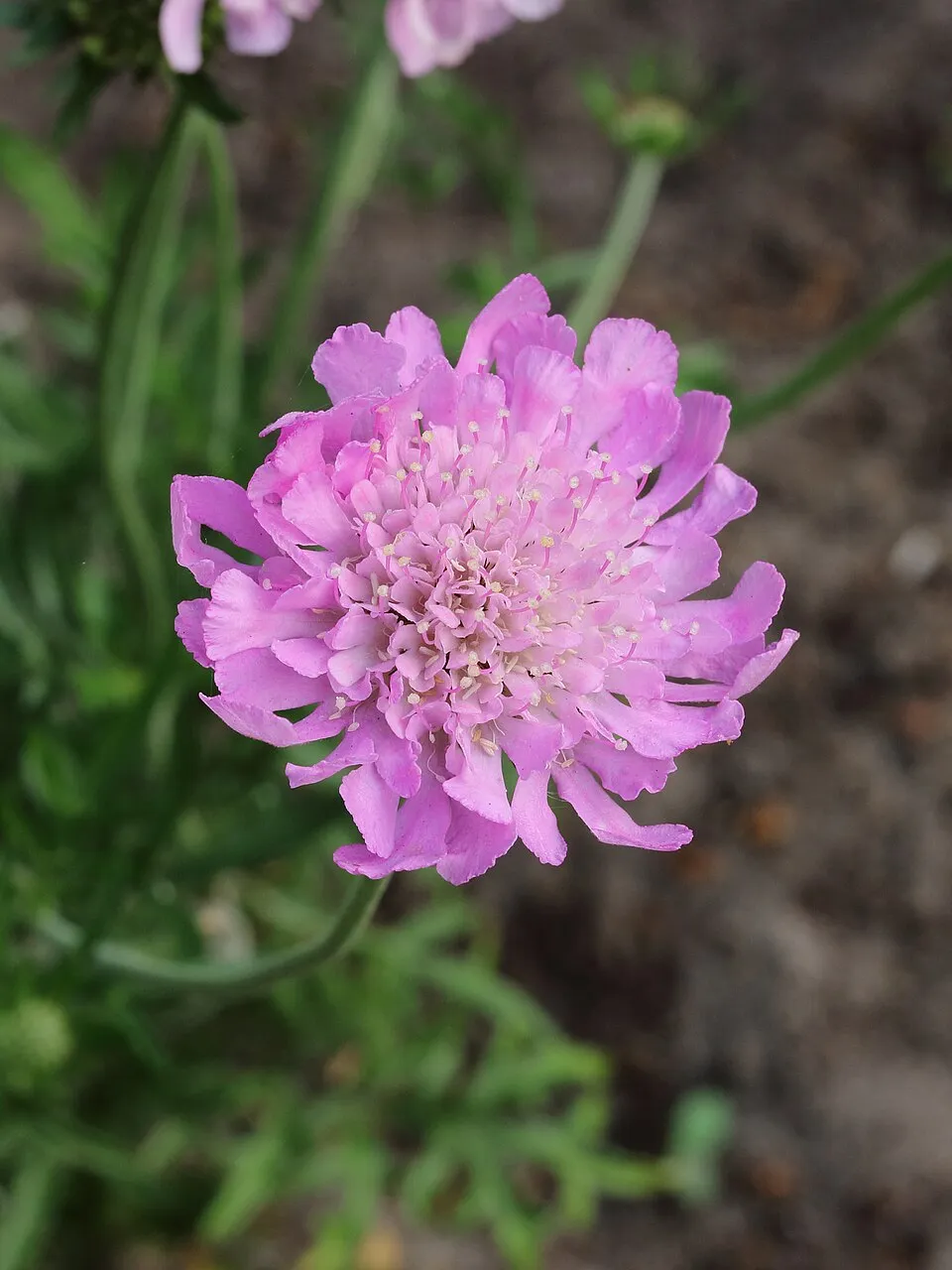 Galambszínű ördögszem / Scabiosa columbaria 'Pink Mist'