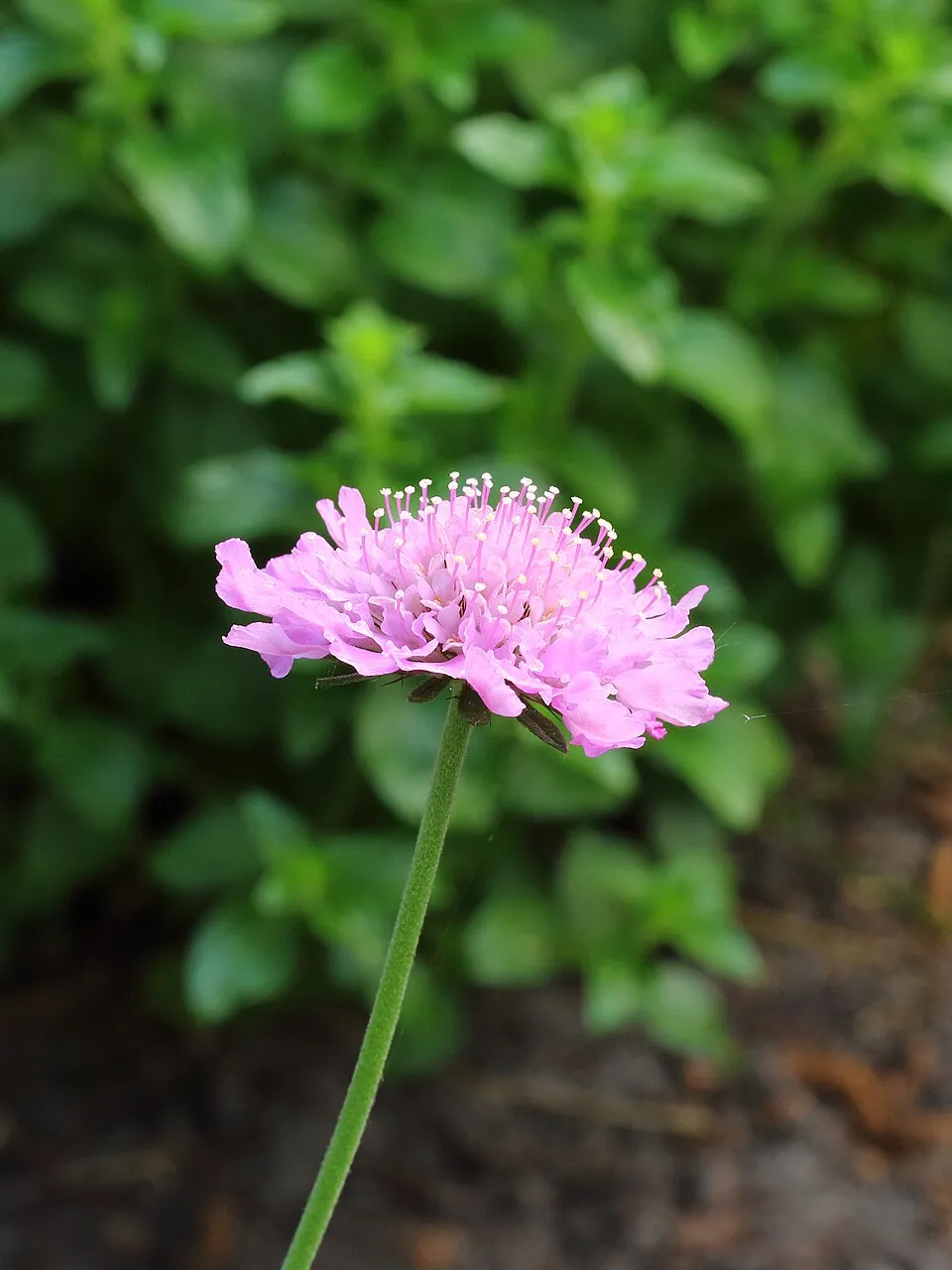 Galambszínű ördögszem / Scabiosa columbaria 'Pink Mist'