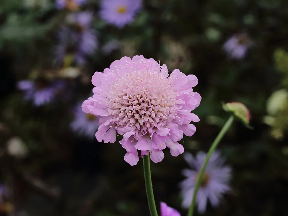 Galambszínű ördögszem / Scabiosa columbaria 'Pink Mist'