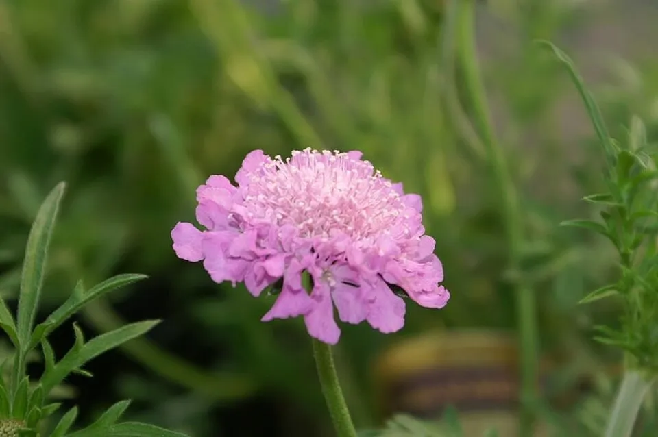 Galambszínű ördögszem / Scabiosa columbaria 'Pink Mist'