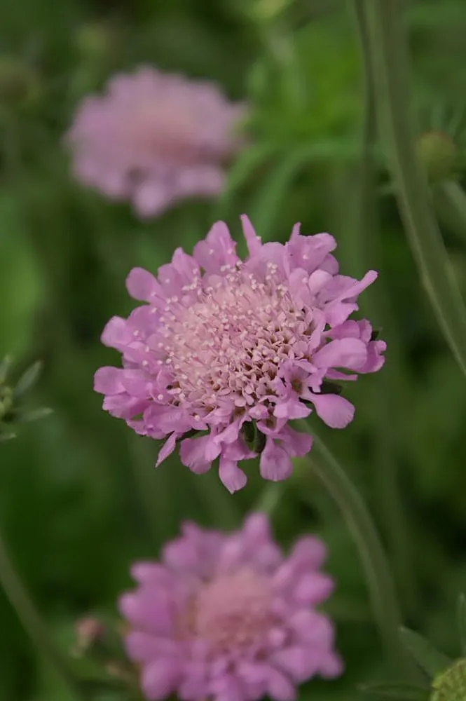 Galambszínű ördögszem / Scabiosa columbaria 'Pink Mist'