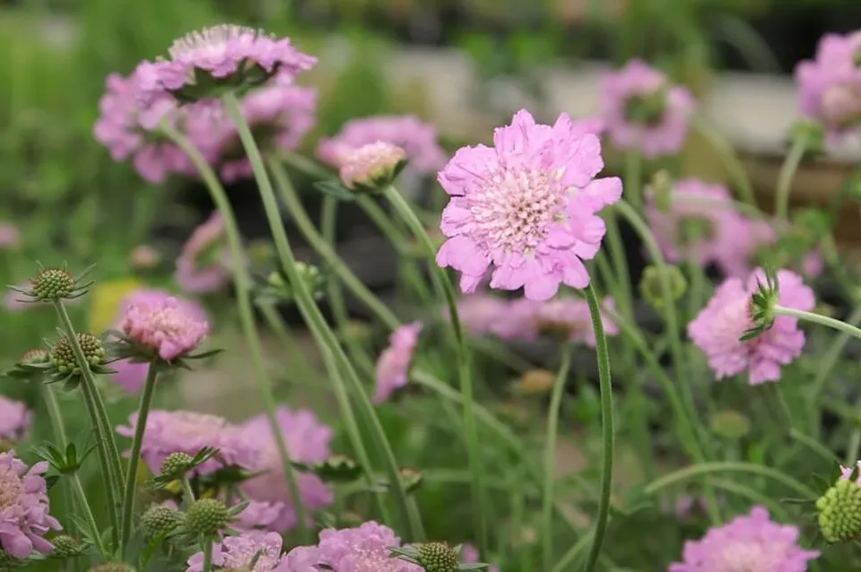 Galambszínű ördögszem / Scabiosa columbaria 'Pink Mist'
