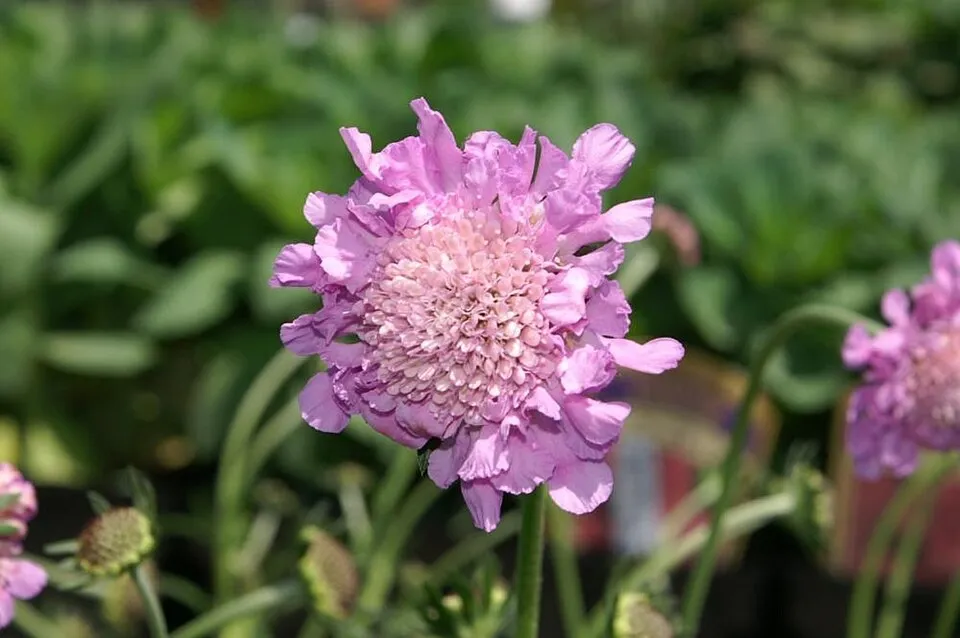 Galambszínű ördögszem / Scabiosa columbaria 'Pink Mist'