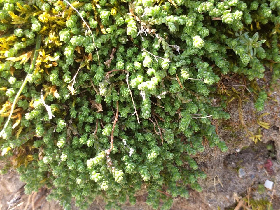 Borsos varjúháj / Sedum acre