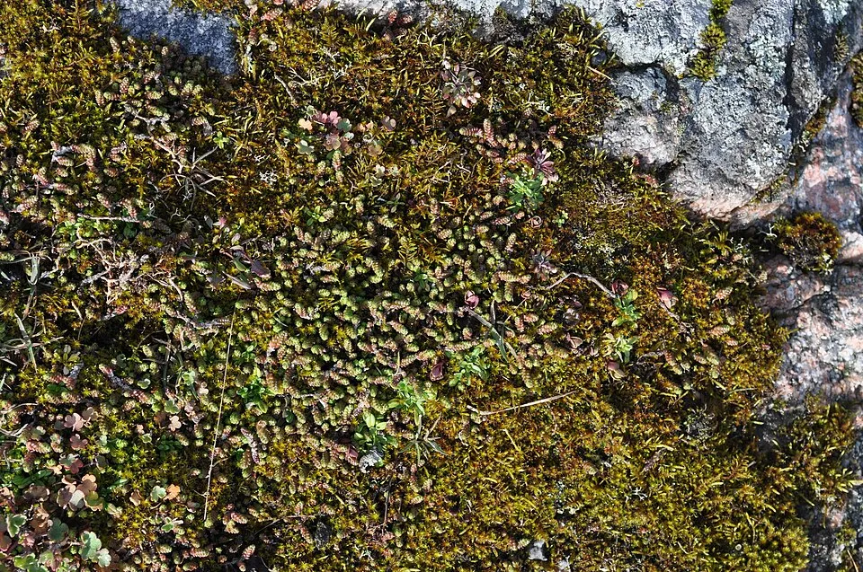 Borsos varjúháj / Sedum acre