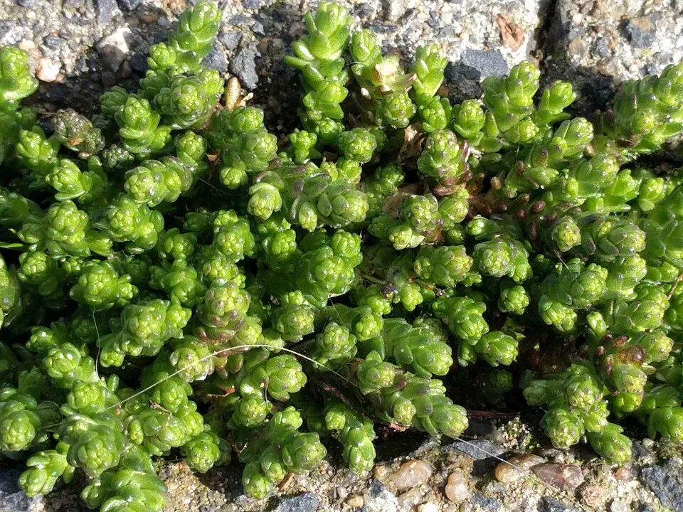 Borsos varjúháj / Sedum acre