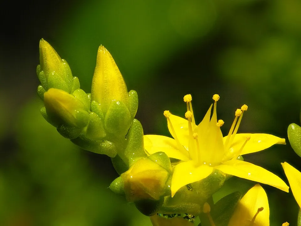 Borsos varjúháj / Sedum acre