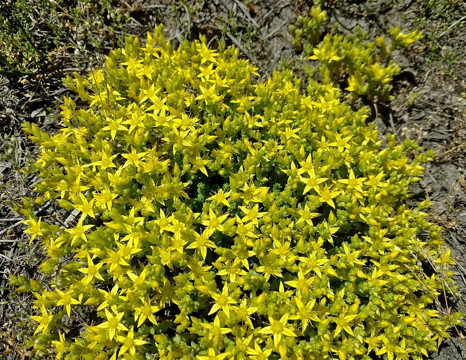 Borsos varjúháj / Sedum acre
