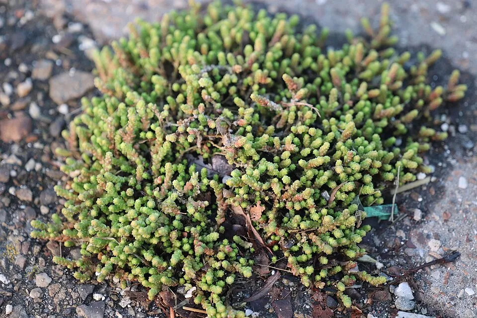 Borsos varjúháj / Sedum acre