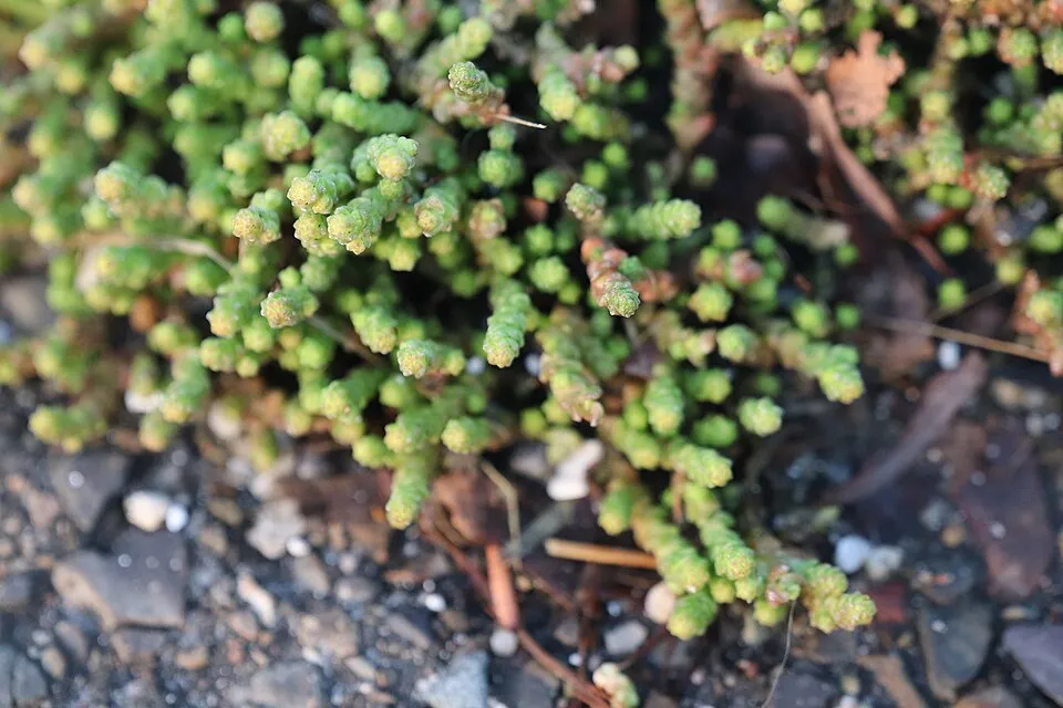 Borsos varjúháj / Sedum acre