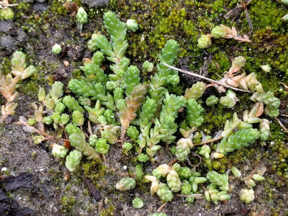 Borsos varjúháj / Sedum acre