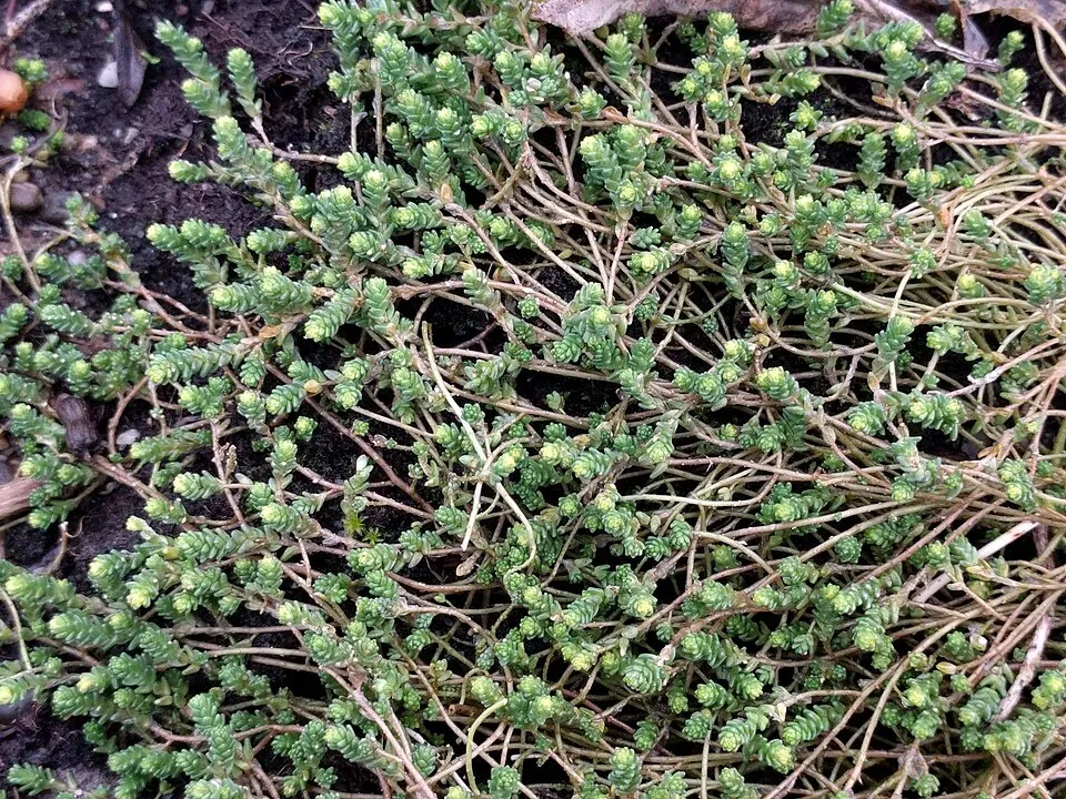 Borsos varjúháj / Sedum acre