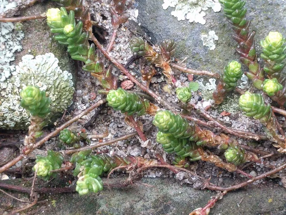 Borsos varjúháj / Sedum acre